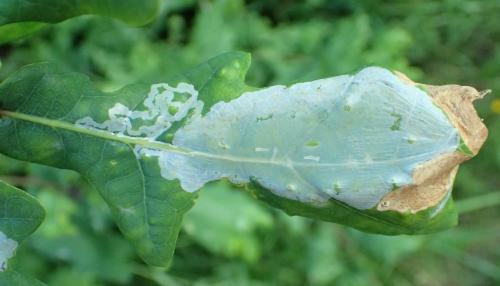 Acrocercops brongniardella